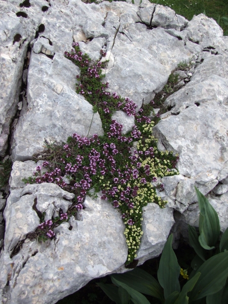 Fioriture in quota